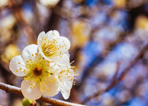 本庄運動公園 梅の花3−50 本庄運動公園 梅の花3−50の写真