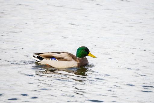 マガモ(16)の写真