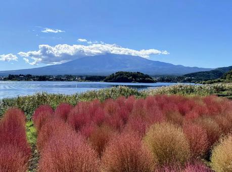 富士山とコキア 富士山とコキア mtfuji,コキア,秋の写真素材