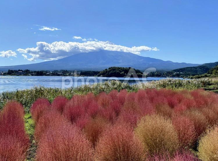 富士山とコキア mtfuji,コキア,秋の写真素材