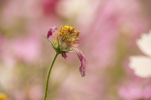 萎れたコスモスの花の写真