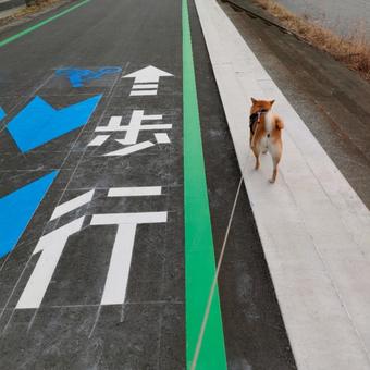 新しい遊歩道をお散歩する柴犬! 新しい遊歩道をお散歩する柴犬! 犬,シバ,shibainuの写真素材