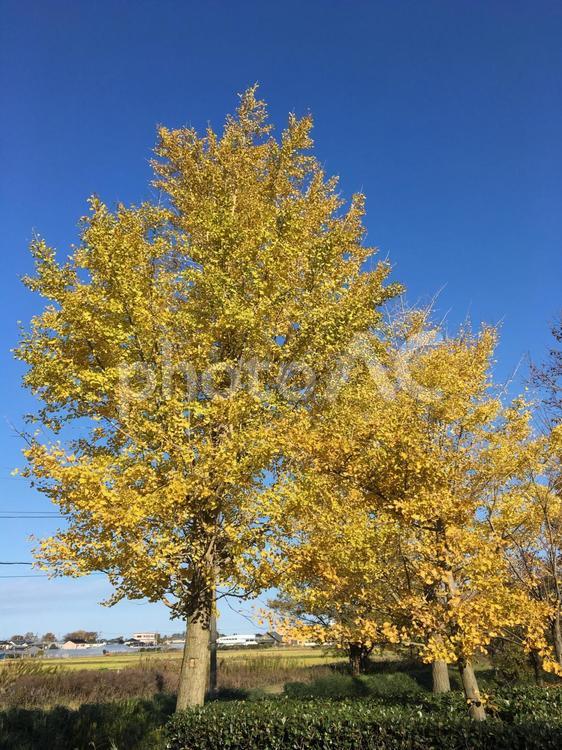 秋の風景 秋,木,紅葉の写真素材