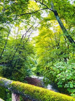 苔むす橋の先に広がる緑|軽井沢の夏 苔むす橋の先に広がる緑|軽井沢の夏 苔,橋,川の写真素材