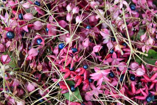 クサギの実とがく クサギ,実,秋の写真素材