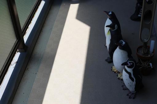 ベランダに佇むペンギン ペンギン,ベランダ,インテリアの写真素材