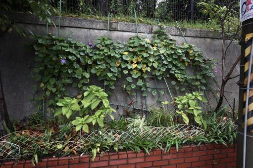 アサガオを育てる アサガオ,飼育,植物の写真素材