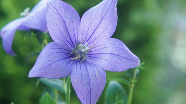 夏の花-321 夏の花-321の写真