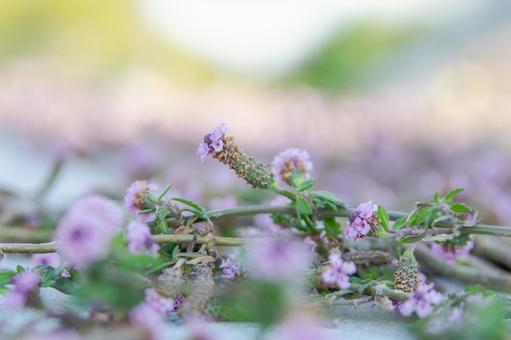 紫の花 紫の花の写真