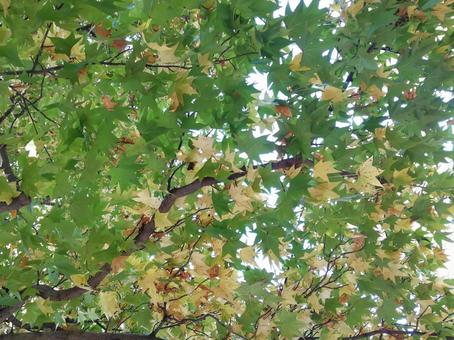 Photo, wood, natural, trees, 