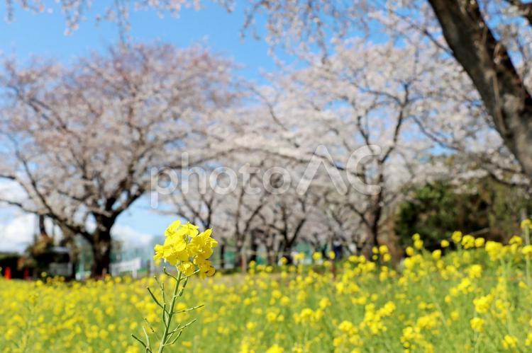 青空と一面の菜の花と満開の桜の花 桜,青空,菜の花の写真素材