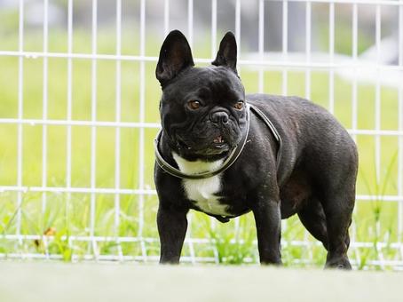 犬のポートレート 犬,フレンチブルドッグ,フレブルの写真素材