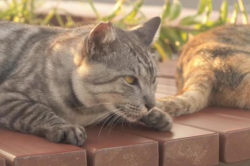 ねこ ねこ ねこ,野良,動物の写真素材