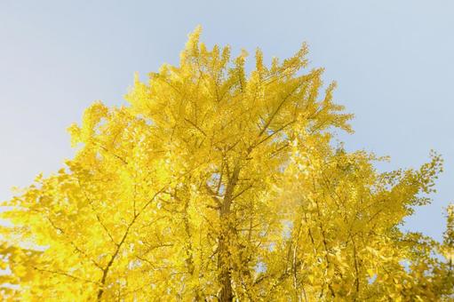 空高く伸びたイチョウの大木 イチョウ,大木,空高くの写真素材