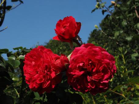 バラ園の赤い薔薇を撮った写真です バラ園の赤い薔薇を撮った写真ですの写真