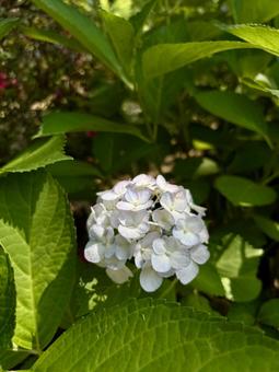 Quietly blooming hydrangea, JPG Quietly blooming hydrangea, JPG
