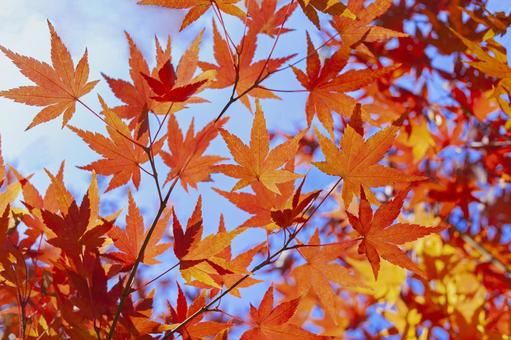紅葉 紅葉 紅葉,背景,秋の写真素材