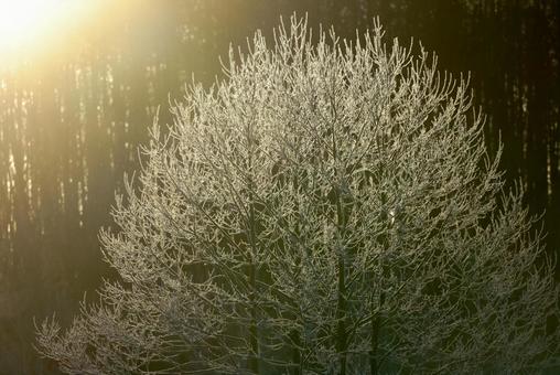 霧氷 霧氷の写真