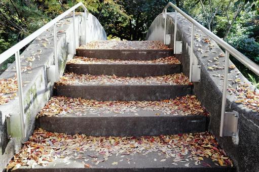 落ち葉の階段 風景,階段,秋の写真素材