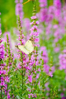 Lythrum salicaria and Colias butterfly ⒀, JPG
