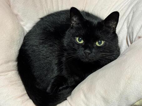 猫ベッドでくつろぐ黒猫 猫,黒猫,シニア猫の写真素材