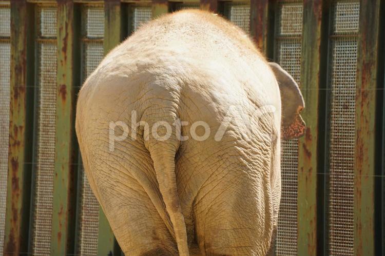 アジアゾウ アジアゾウ,象,ゾウの写真素材