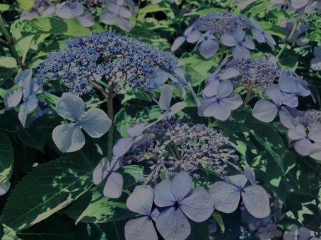 Hydrangea, Kamakura,, JPG