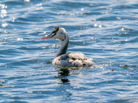 池を泳ぐカンムリカイツブリ 池を泳ぐカンムリカイツブリの写真
