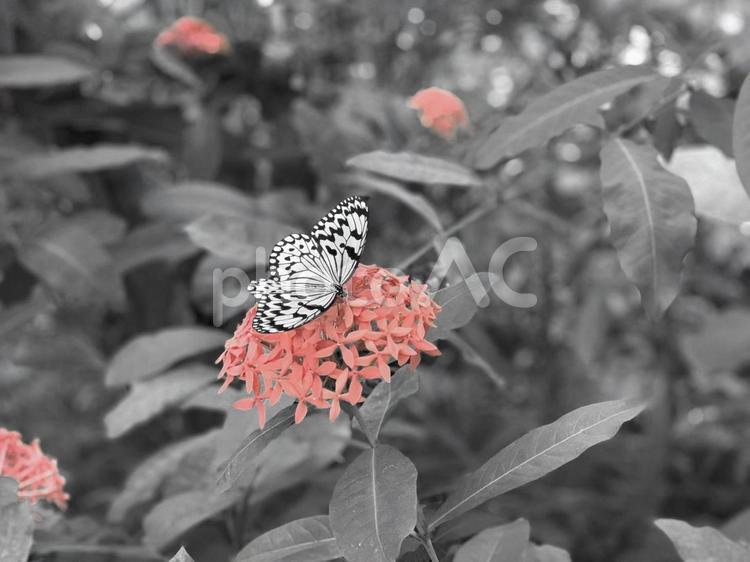映えるちょう 植物園,自然,環境の写真素材