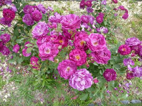 ローズガーデンの花14 ローズガーデンの花14の写真