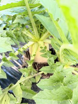 畑で育つ大根 野菜,大根,畑の写真素材