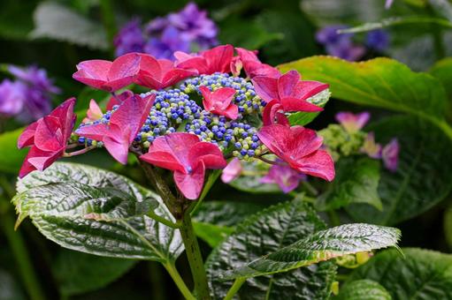Hydrangea, JPG Hydrangea, JPG