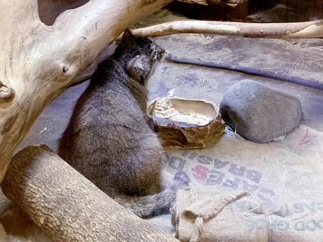 マヌルネコ マヌルネコ マヌルネコ,ネコ,動物の写真素材