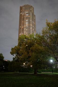 猿江恩賜公園　夜景　2025年 猿江恩賜公園,夜,公園の写真素材