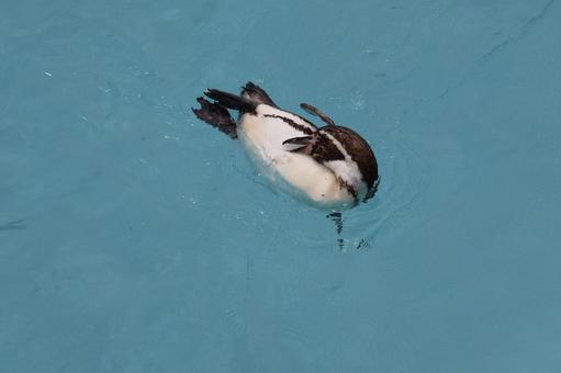 プールで泳ぐペンギンの風景 プールで泳ぐペンギンの風景の写真