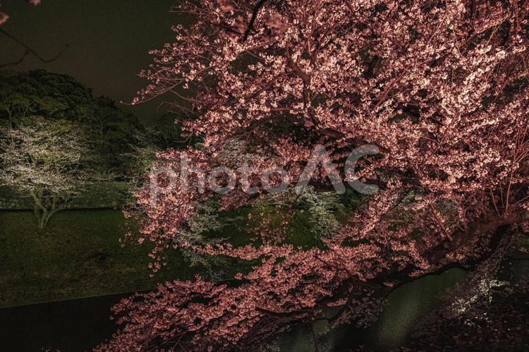 ライトアップされた千鳥ヶ淵の桜 夜桜,千鳥ヶ淵,ライトアップの写真素材