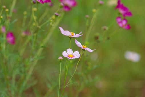 Beautiful pink cosmos, JPG