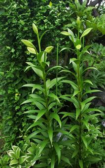 Photo, irish lily, bud, flower, 