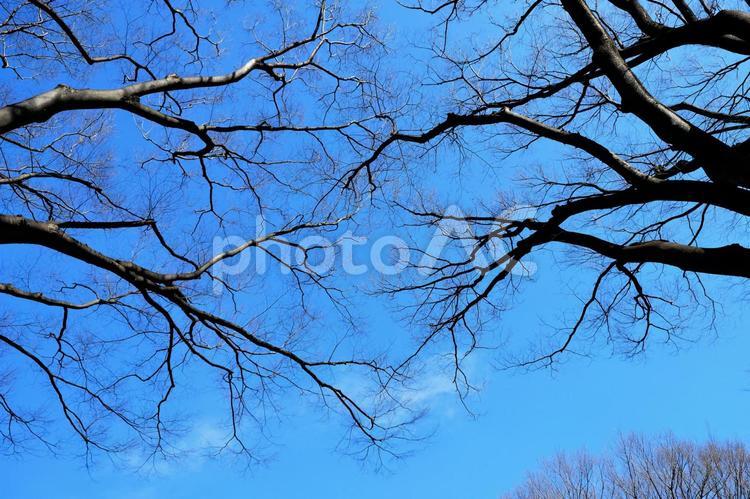 枯れ枝と青空 触れ合い,枯れ枝,空の写真素材