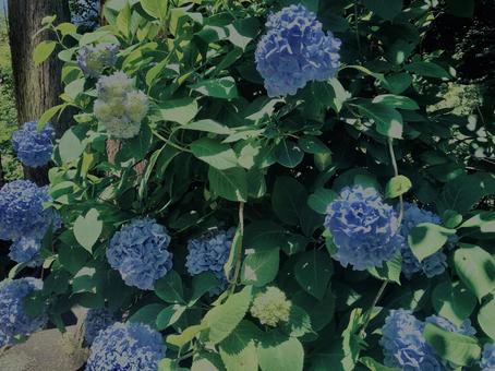 Hydrangea,, JPG Hydrangea,, JPG
