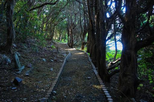 愛媛県伊方町　番匠鼻への道 番匠鼻,道,歩道の写真素材