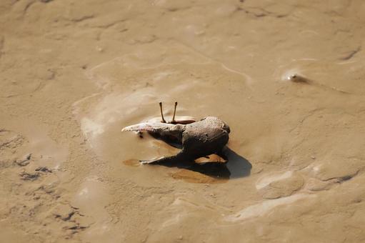 佐賀 干潟よか公園 シオマネキ2 シオマネキ,カニ,干潟の写真素材