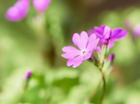 古典園芸植物ニホンサクラソウ開花 古典園芸植物ニホンサクラソウ開花 ニホンサクラソウ,アップ,日本の写真素材