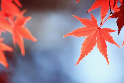 色づく紅葉 色づく紅葉 もみじ,秋,紅葉の写真素材