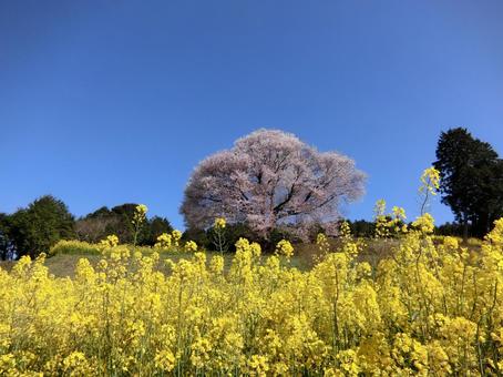 佐賀 武雄 馬場の山桜 遠景3 佐賀 武雄 馬場の山桜 遠景3 桜,山桜,菜の花の写真素材