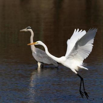 ダイサギ ダイサギ ダイサギ,飛翔,野鳥の写真素材
