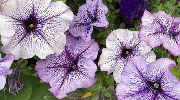 紫色のガーデニング② 花,植物,紫色の写真素材