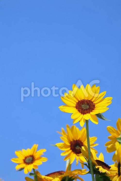 ひまわりの花と夏の青い空 縦 ひまわり,夏,花の写真素材