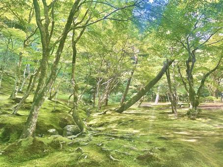 森の中 森の中の写真