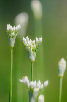 ニラの花⑷ ニラの花⑷の写真